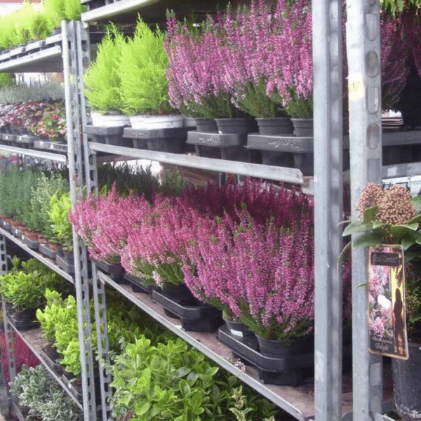 Fleurs & plantes de saison