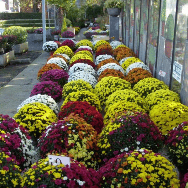 Fleurs & plantes de saison