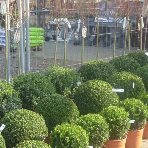 Fleurs & plantes de saison